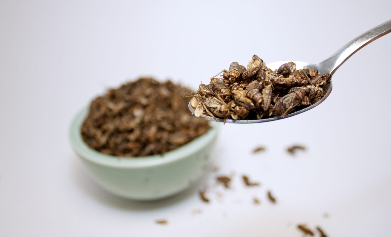 Insectes: 4 raisons pour essayer cette super source de protéine
