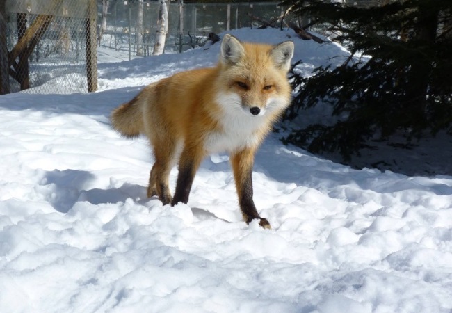 renard dans la foret en hiver