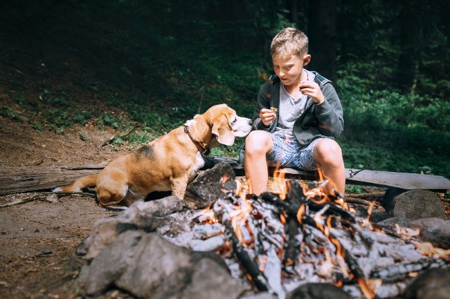 Camping avec chien : 25 campings qui acceptent les chiens