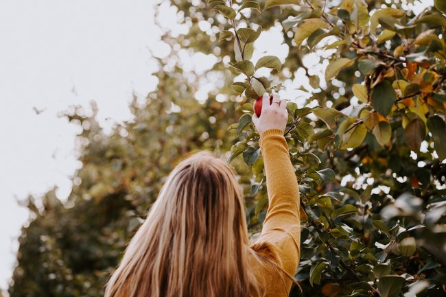 Faire de l’autocueillette de poires, pommes, framboises, courges 