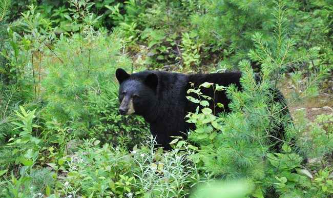 observation-Ours-noir-Tourisme Saguenay–Lac-Saint-Jean