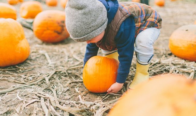 enfant cueille citrouille