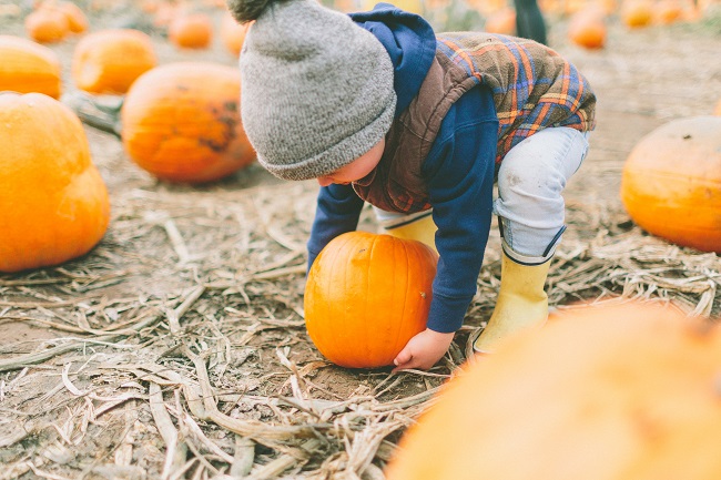11 endroits où faire l’autocueillette de vos citrouilles cet automne