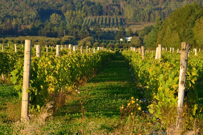 Vacances-monteregie-routes-des-vins