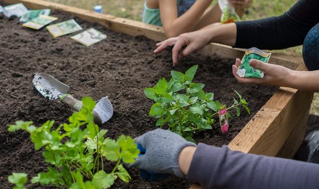 Potager-dans-un-bac-vifa-magazine