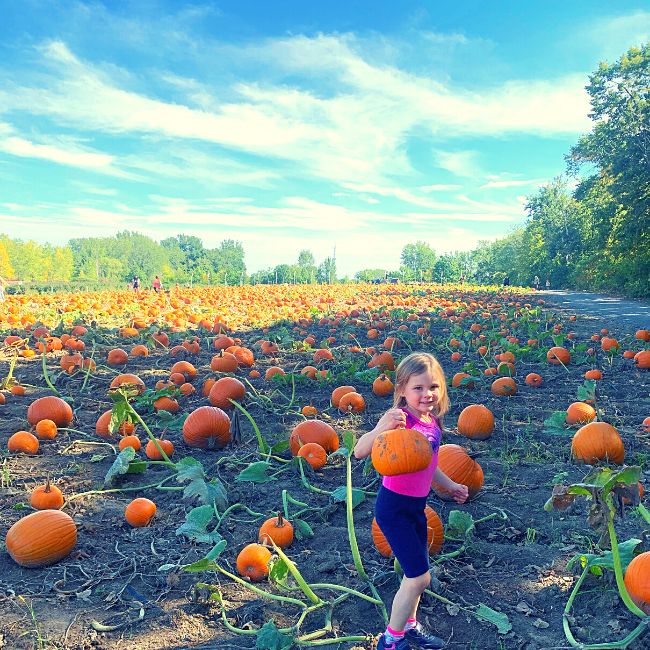 Cueillette de citrouilles