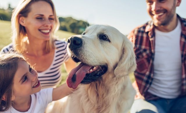 Randonnee-pedestre-avec-son-chien-sentiers-coups-de-cœur