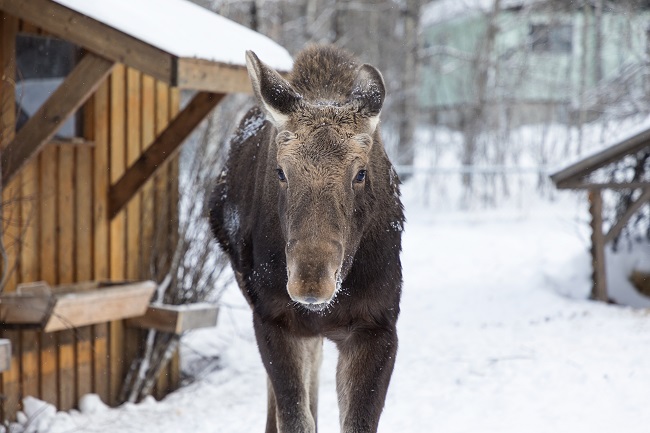 orignal hiver