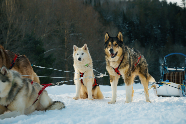 Chiens de traineau Mauricie