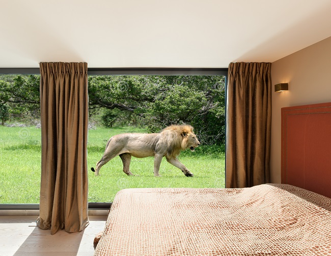 lion_famiizoo