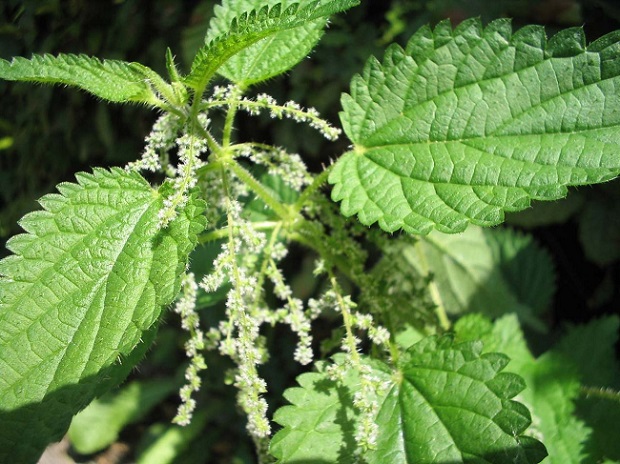 Urtica_dioica