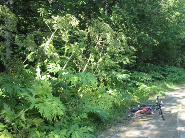 berce de caucase, heracleum_mantegazzianum