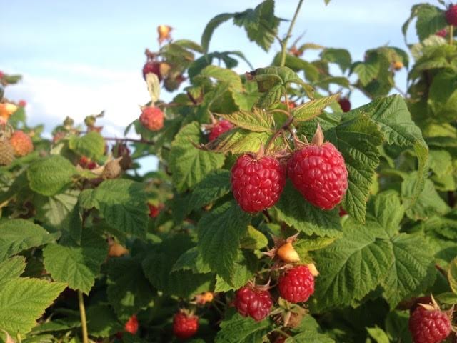 Framboises dans un arbuste pour autocueillette